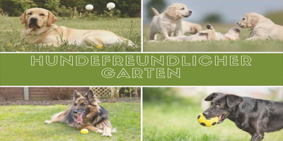 garten hund