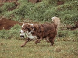 dummytraining_7_20220405_1111377366