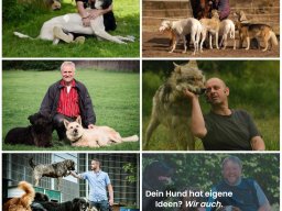 masters_of_dogs_1_20241104_1494738081