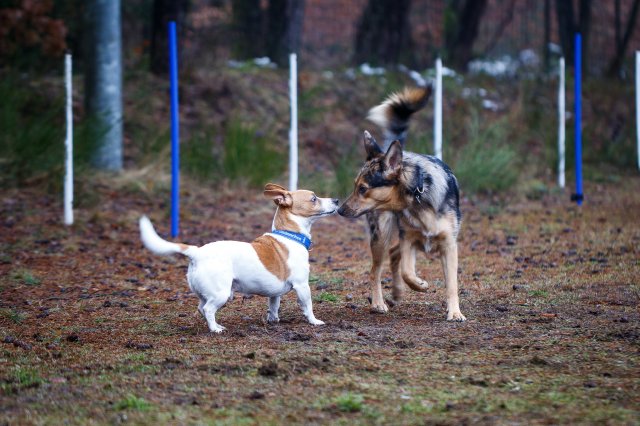 trickdog_workshop_14_20170213_1037829847
