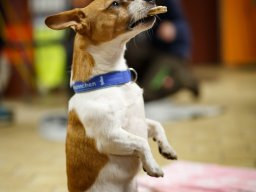 Trickdog