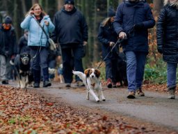 Weihnachtsspaziergang 2024 (Alina)
